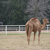 Veronica > Camels 10.13.07 photo