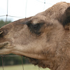 Veronica > Camels 10.13.07 photo