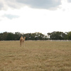 Veronica > Camels 10.13.07 photo